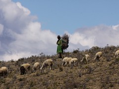 copacabana nad jeziorem titicaca (7)