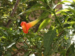 kantuta - narodowy kwiat Boliwii
